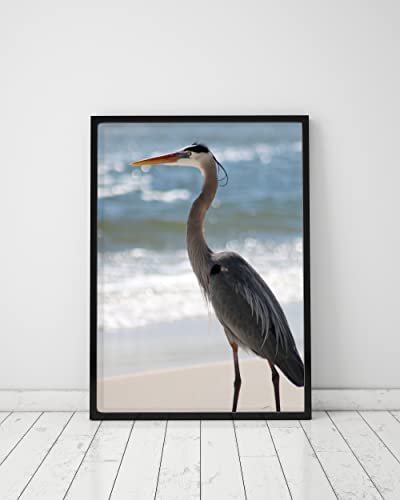 Heron на плажа разглежда профил на Пълноцветен фотография размер 8x10 За печат на стената - Само за печат Тематично изображение плажната на живот на брега на Мексиканск