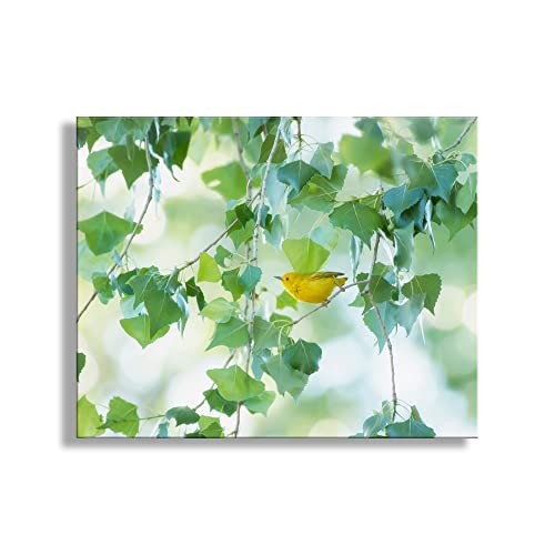Пролетта на Изкуството на Природата с Жълта птица Камышевкой на Тополином дърво